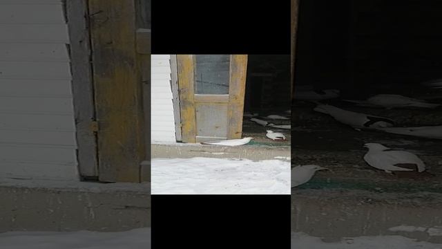 Бойные голуби шейки г Нурлат