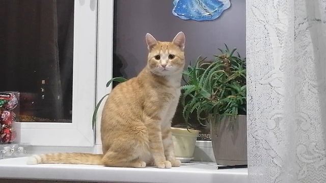Кот в шоке