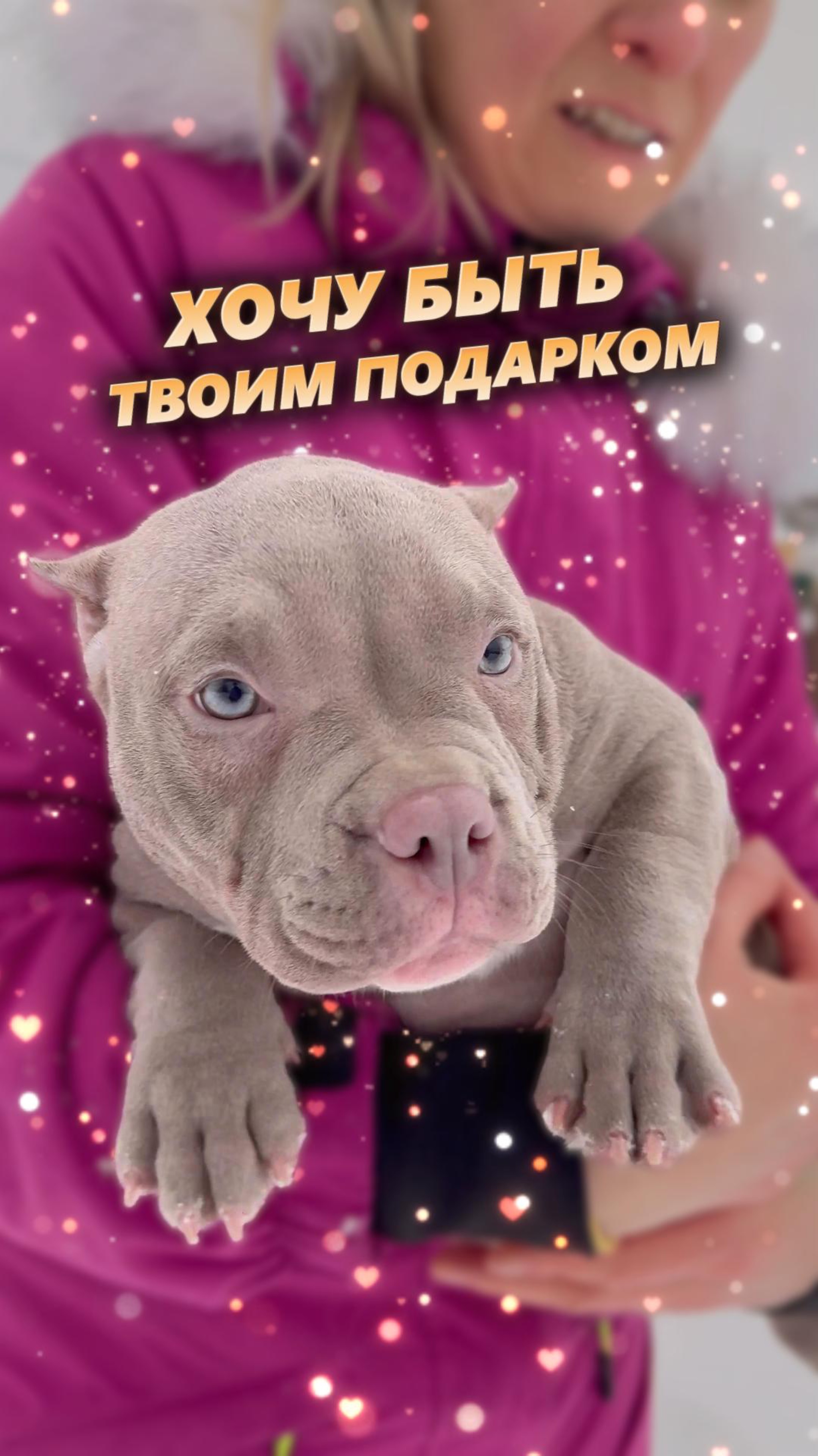 🐶✨ Сделайте шаг навстречу чуду в Новом Году: щенок американского булли ждет вас!