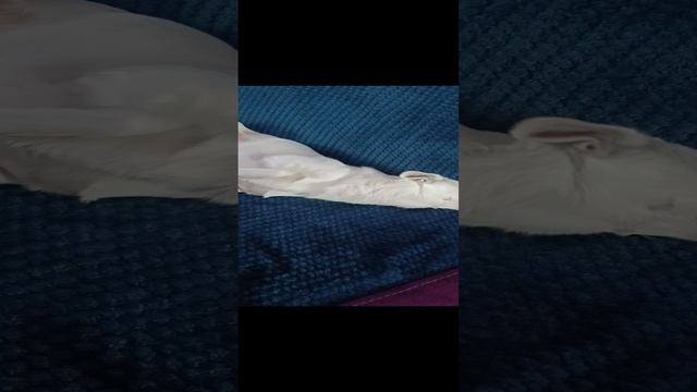 чихуахуа