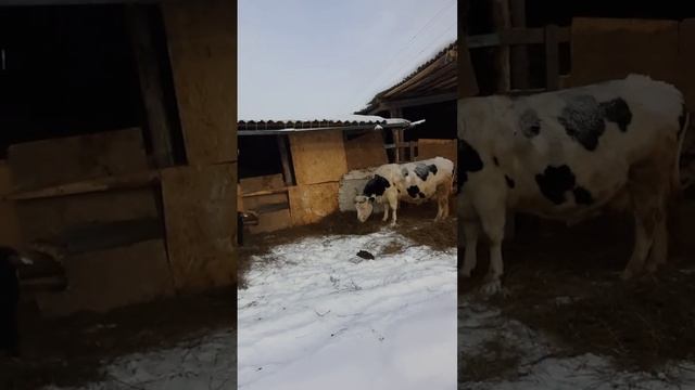 30.12.24
🐄🐄🐄