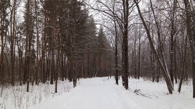Прогулка в последний день года в Пролетарском лесу 31.12.2024г.#837