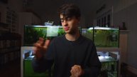 5 Reasons Why Neon Tetras Die
