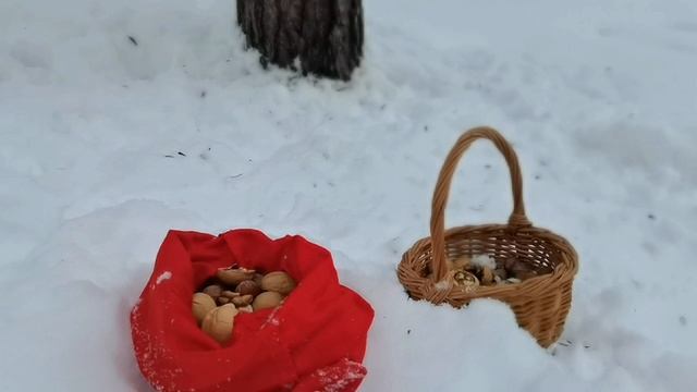 🎉 С НОВЫМ ГОДОМ! 🌰🐿️