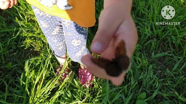 Летние хлопоты на участке.