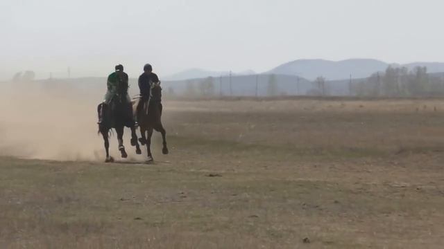 Аламан-Байге 10 км за 11 минут 2015(Лошади-Horse–Animal-racing-конь-смотреть-онлайн-скачки)