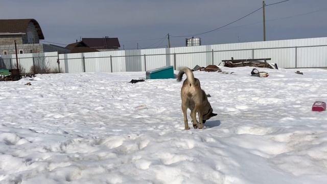 85 серия Западно-сибирская лайка Пуля и Патрон радуются весне