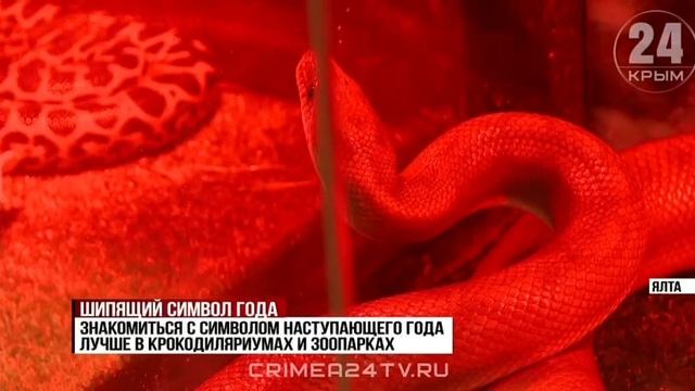 Чешуйчатые и шипящие: как подружиться с символом 2025 года