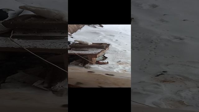 кормлю голубей