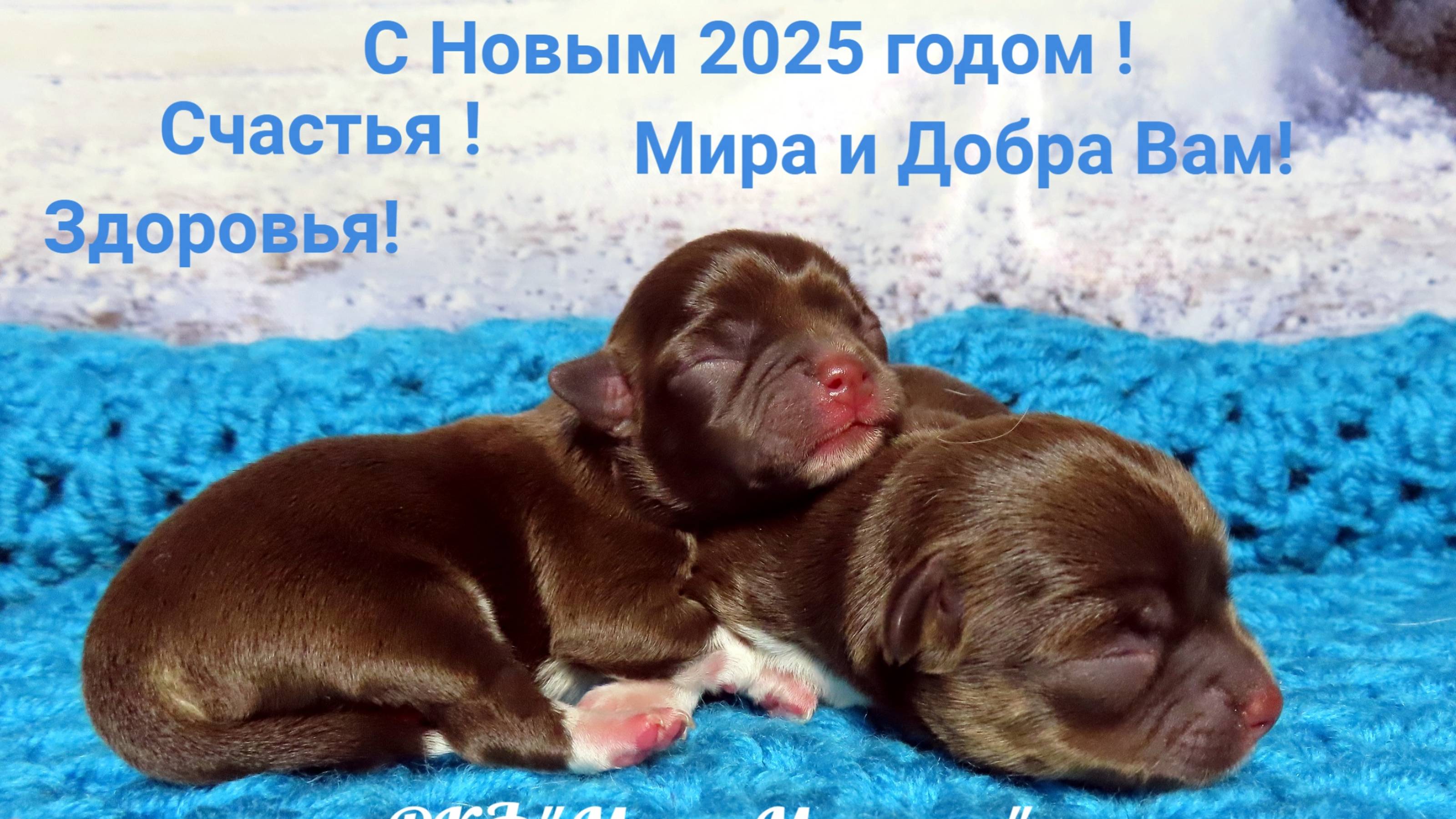 С Новым 2025 годом ! Счастья ! Здоровья! Мира и Добра Вам!