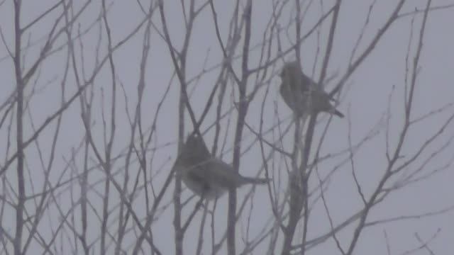 Дрозды рябиники и свиристель, наблюдение птиц в Великом Новгороде, 1 января 2025