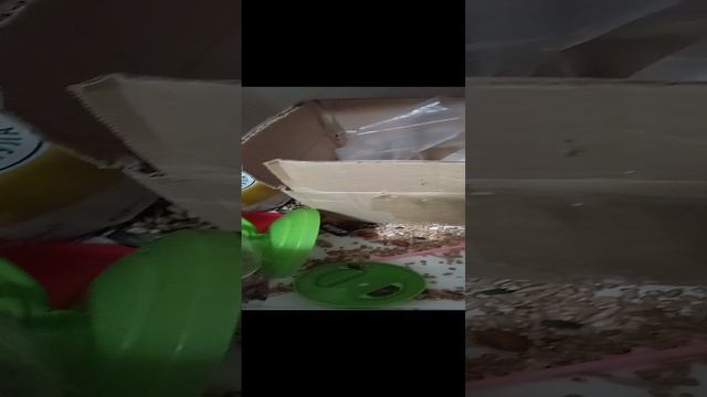 Чем питаются наши хомяки