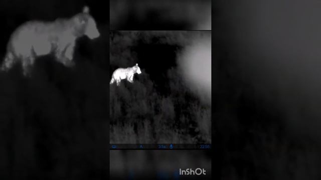 Медведь поедает овёс. Съемка на тепловизор. #shorts