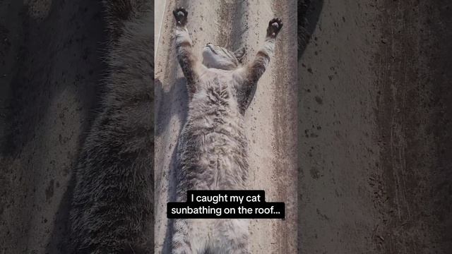 земля кошек