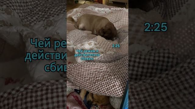 POV: ты сова #мирошник #дьяволвотражении #vlog  #аннаджейн #корарейли #писатель #писательство #тсбр