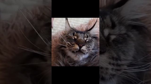Архив от 23.10.21 Мы теперь Гусары. Мейн кун Сева #catlover #cat #котик #сева