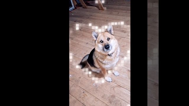 1000011306.mp4 (Собака рассматривает план-схему электрики дома А-фрейм)