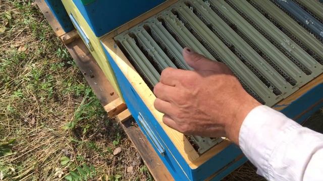 Отстройка альпийской рамки на планке Хомича в магазине на 8-и рамочнике дадана