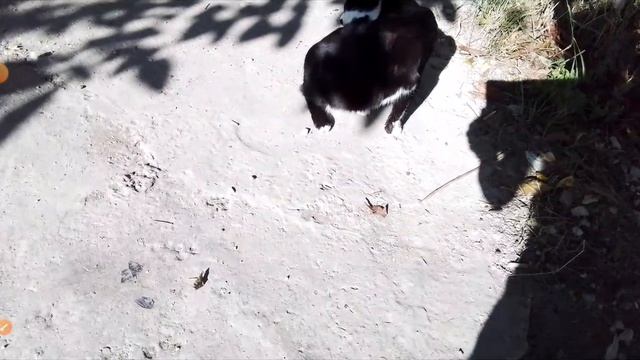 котики с озвучкой