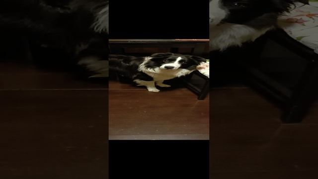 очень голодный Бах бордер колли ждёт еду