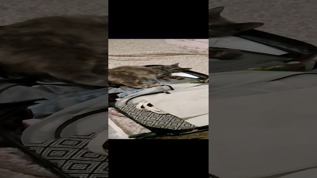 Соня