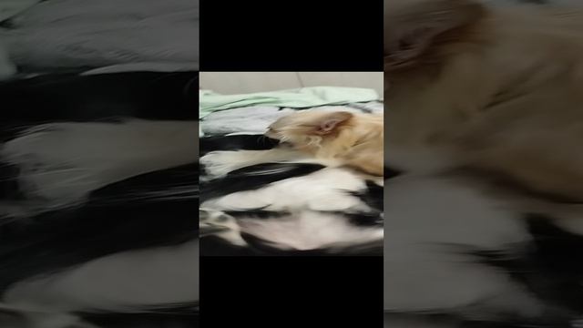 Леня и Злата нежность