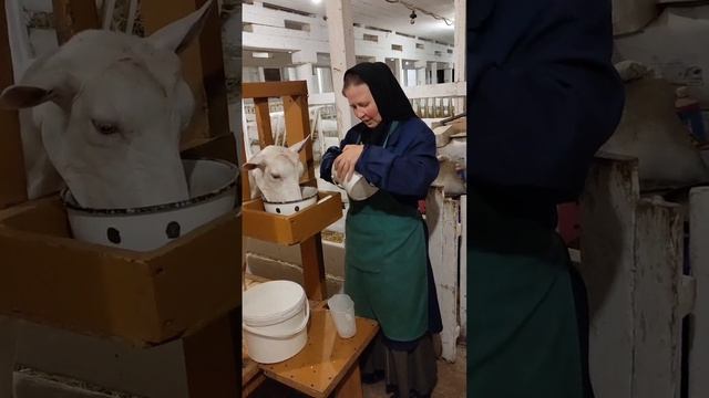 Премикс и пищевые добавки для коз.