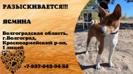Пропала собака! ЯСМИНА. Волгоградская обл, г.Волгоград