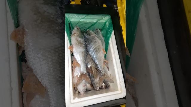 Тобол рыбалка на мормышку. Зимняя рыбалка