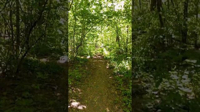 🐹роща СКА #shorts #shortvideo #nature #forest