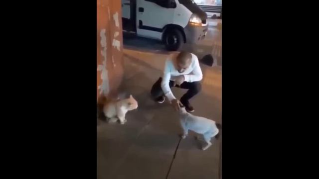 Мужчина разнял двух котов