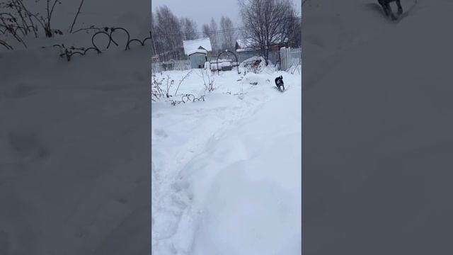 Гуляки наши
