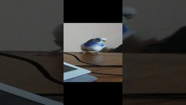 VID_20250102_183822.mp4