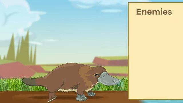 Duck-billed Platypus for Kids  Learn all about this curious mammal