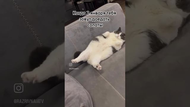 02 января. Доедать салаты.