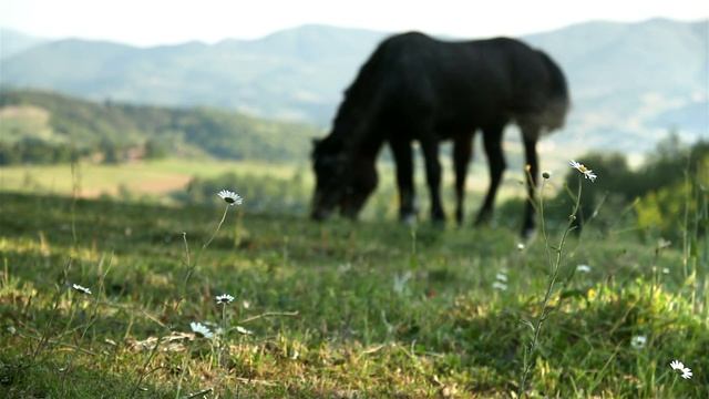 Через 4 дня после того, как эта лошадь родила в, кадры с ее малышами покорили Интернет!