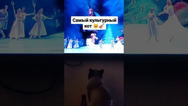 Самый культурный кот 🐱🐈