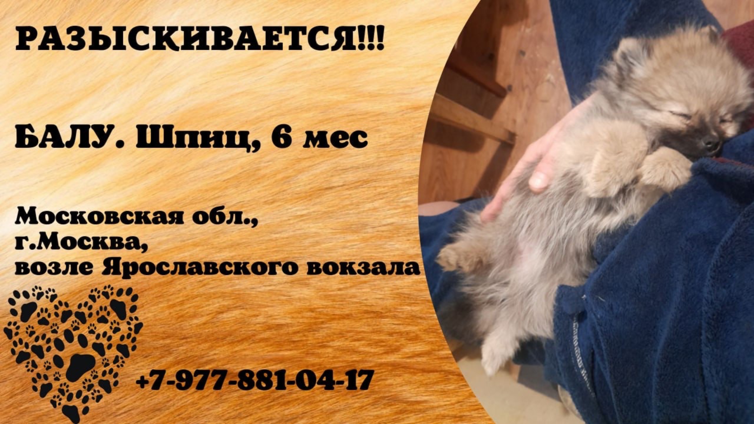 Пропала собака! БАЛУ. Шпиц, 6 мес. Московская обл., г.Москва.
