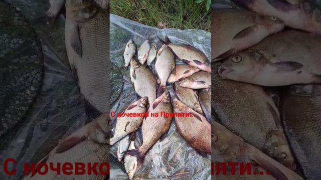 #shorts Двухдневная рыбалочка на"кольцо" и фидерочки с лодки.