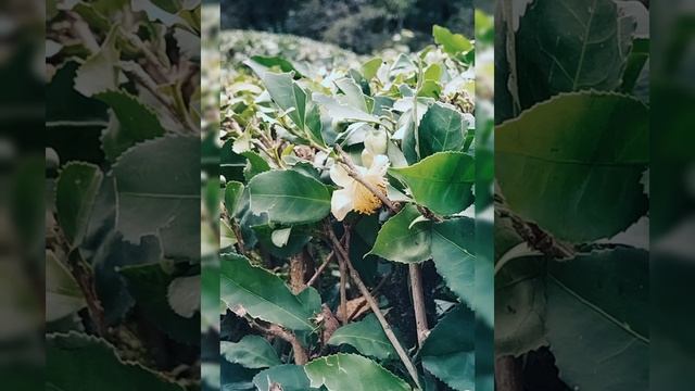 petal_20241124_185530.mp4