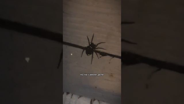 что может быть страшнее паука???