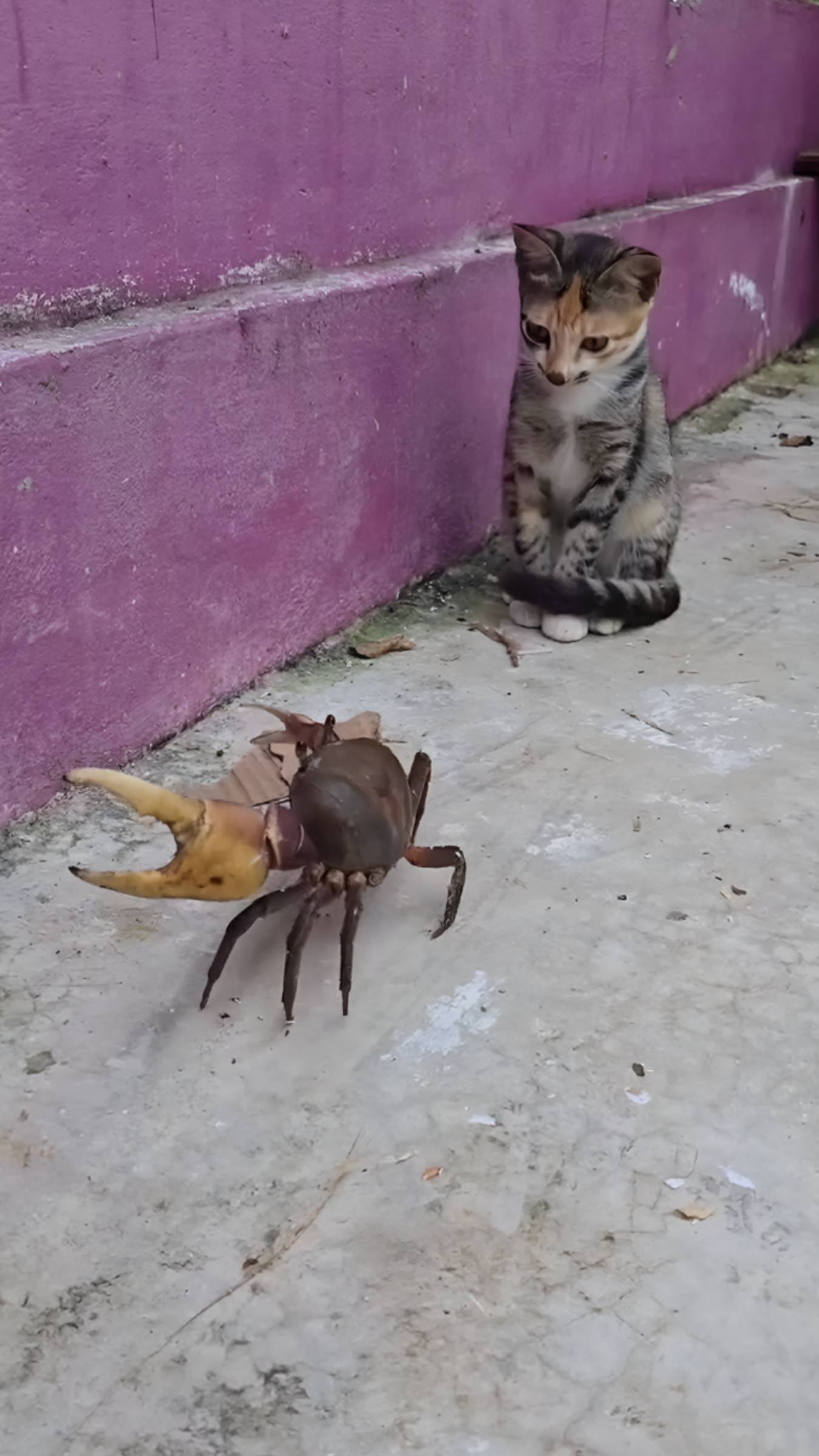 🦀 Кот в роли спасателя: друг в беде не бросит! Крабы не пройдут
