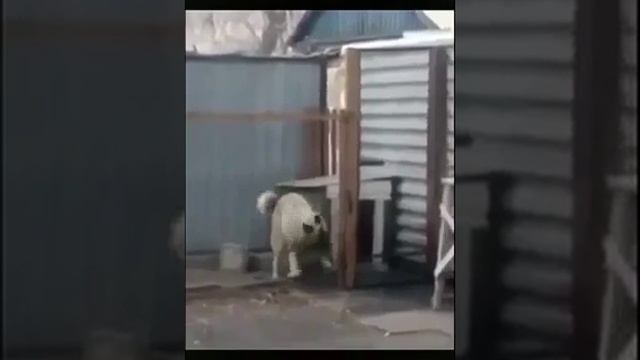 И так бывает каждый раз, стоит только ему услышать музыку! СУПЕР! (1)