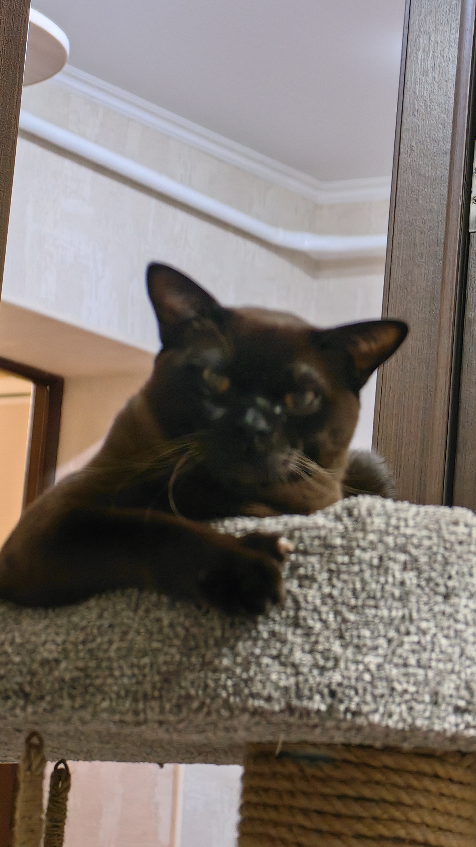 Кот Граф #бурма #кот #питомец