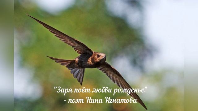 ЗАРЯ ПОЁТ ЛЮБВИ РОЖДЕНЬЕ - ПОЭТ НИНА ИГНАТОВА