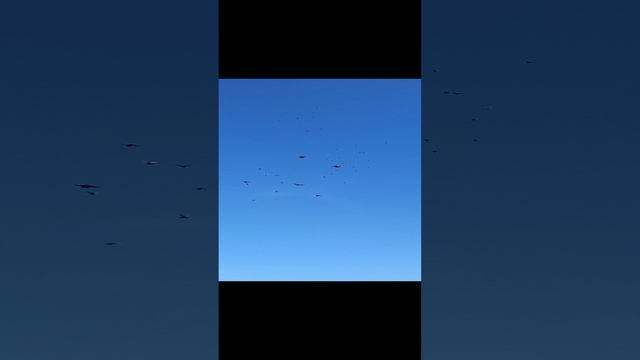 голуби