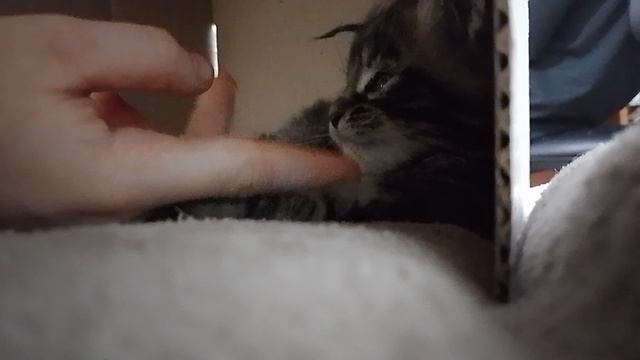 котик порода мейкун