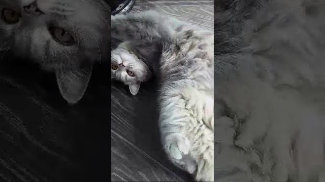 кошка боня