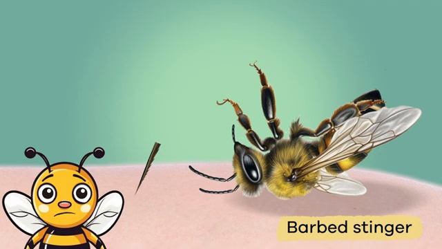 Bees and Wasps for Kids  Learn all about these interesting insects