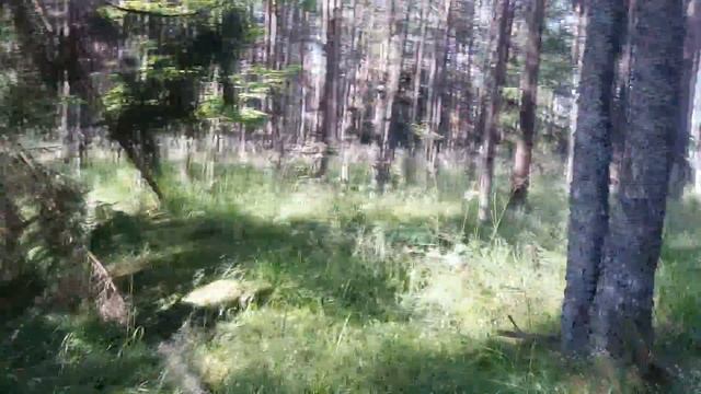В ЛЕС ,ПО СЛЕДАМ ,,ЛЕСНЫХ БРАТЬЕВ,,